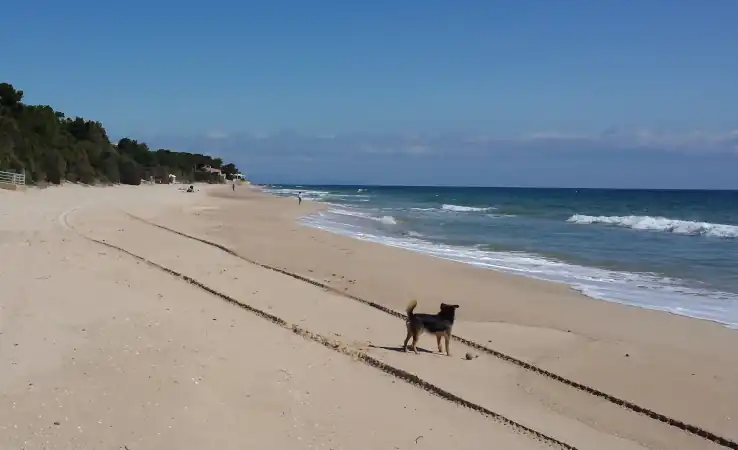 Spiaggia per cani al Poetto