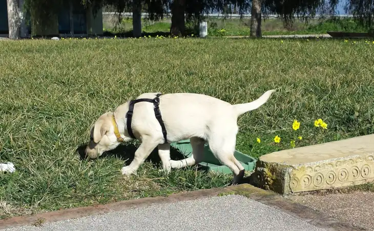 Parco Terramaini area cani