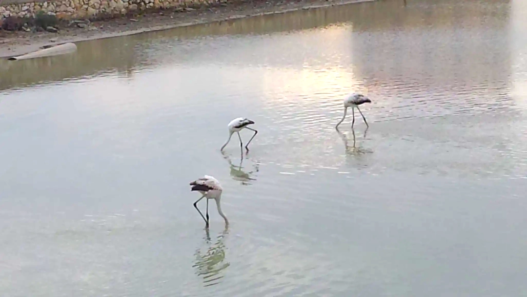 Fenicotteri rosa che nidificano nelle saline