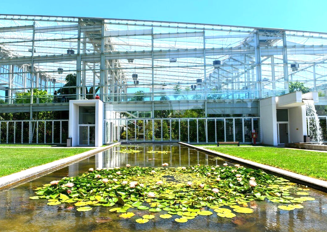 Immagine del Palmeto o del settore Tropicale dell'Orto Botanico